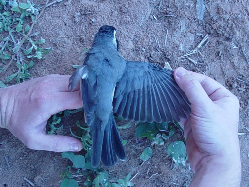 FIGURE 7 FIGURE 7